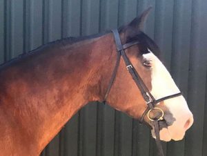 Sam is a 15.3hh Cob x clydesdale and has been with us since early 2018